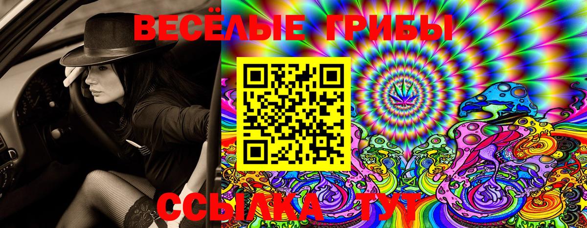Бердск  Галлюциногенные грибы Cubensis  Псилоцибиновые грибы Magic Shrooms  где купить   Вход с VPN 