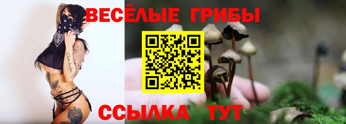 Галлюциногенные грибы Psilocybe Бердск